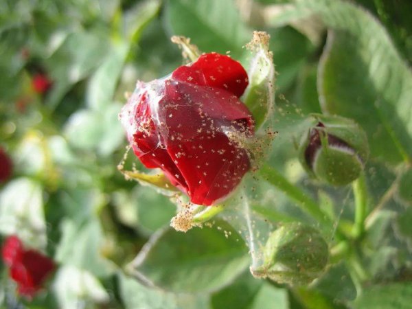 红蜘蛛怎么防治用什么药最有效