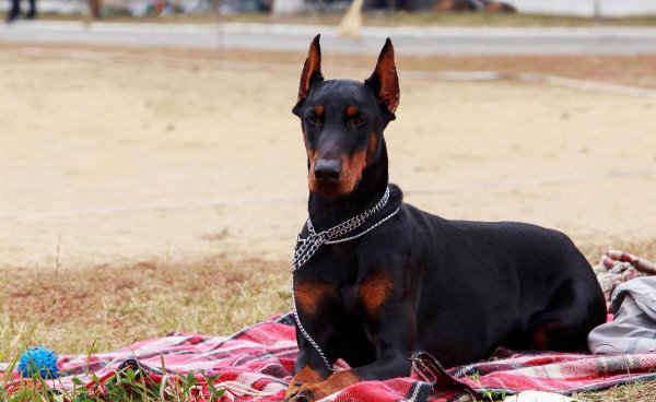 杜宾犬资料介绍