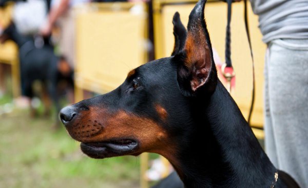 杜宾犬资料介绍