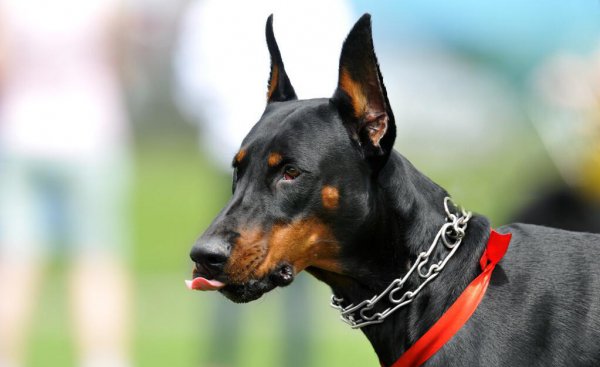 杜宾犬资料介绍