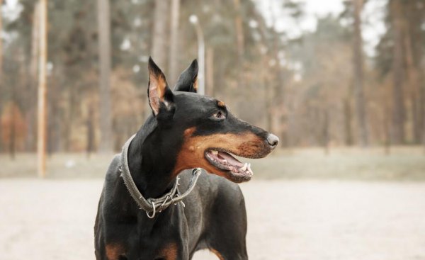 杜宾犬资料介绍