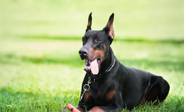 杜宾犬资料介绍