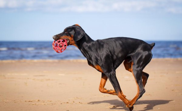 杜宾犬资料介绍