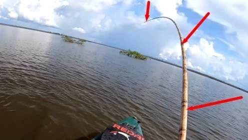 野钓用28还是19调鱼竿哪个好