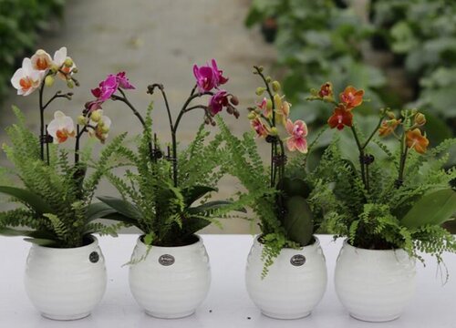 用苔藓养兰花方法