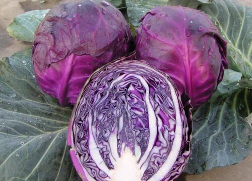 紫甘蓝可以冷冻保存吗