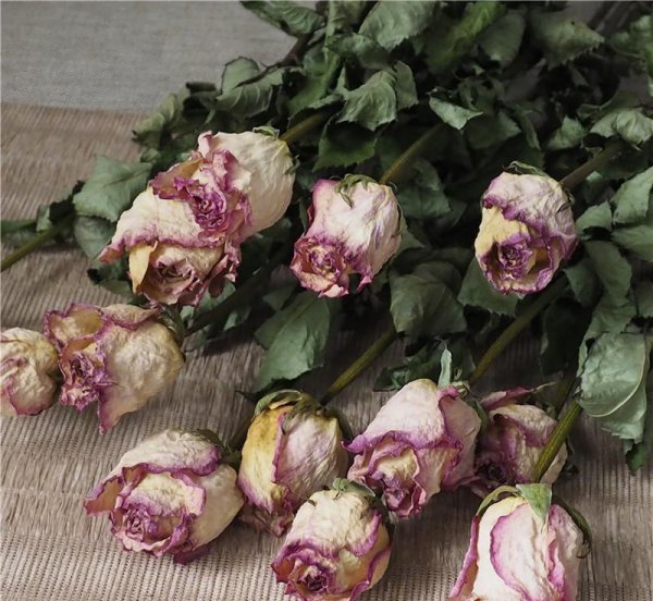 怎么做干花可以保持颜色