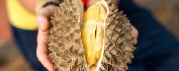 鸡肉和榴莲能一起吃吗