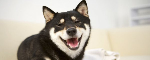 哈士奇的优缺点