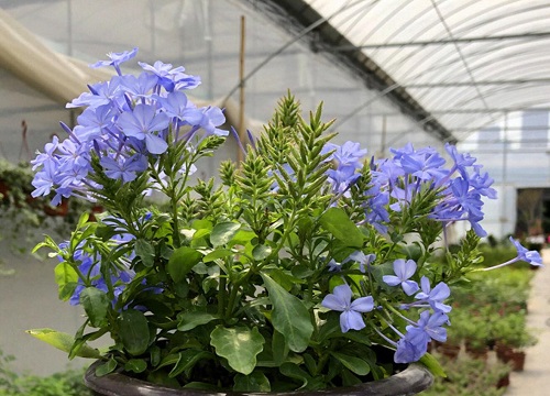 蓝雪花黄叶是什么原因