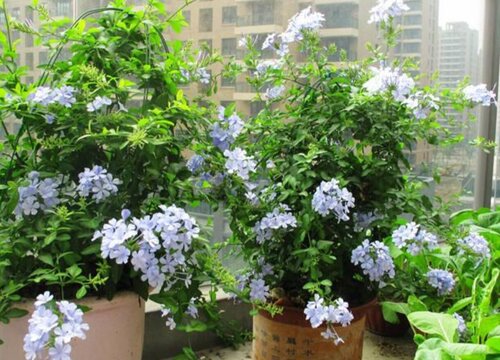 蓝雪花黄叶是什么原因