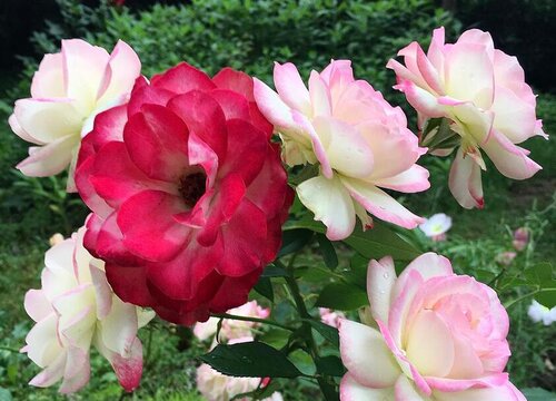 公爵月季是藤本还是灌木