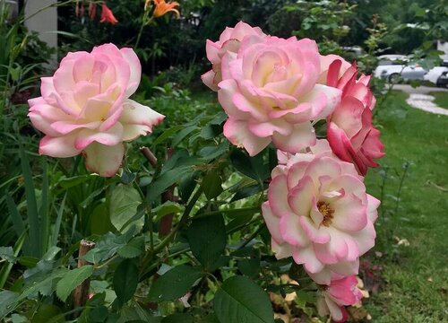 公爵月季是藤本还是灌木