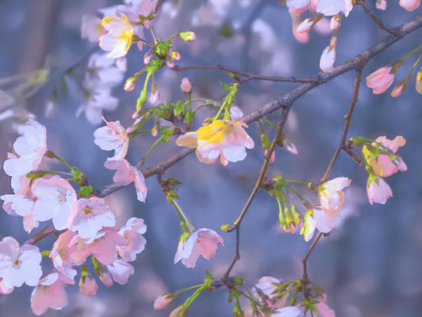 双子座为什么痴迷天蝎