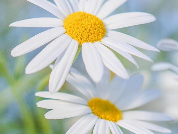 双子座为什么痴迷天蝎