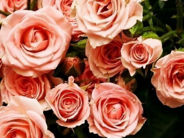 双子座为什么痴迷天蝎