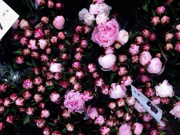 双子座为什么痴迷天蝎