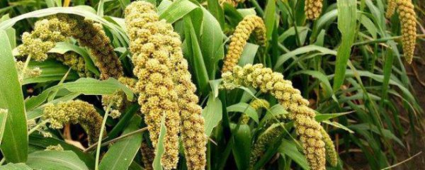 谷子的种植方法及注意事项