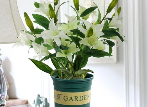 香水百合什么时候开花