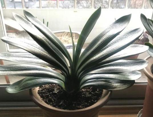 君子兰烂根了怎么救活