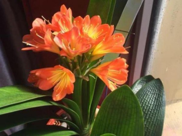 君子兰烂根了怎么救活