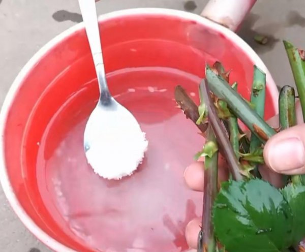 扦插生根最快方法