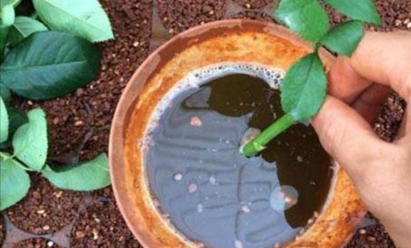 扦插生根最快方法