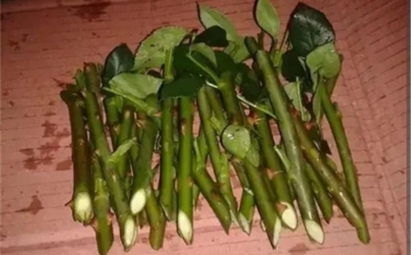 扦插生根最快方法