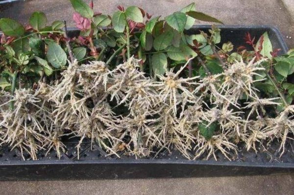 扦插生根最快方法