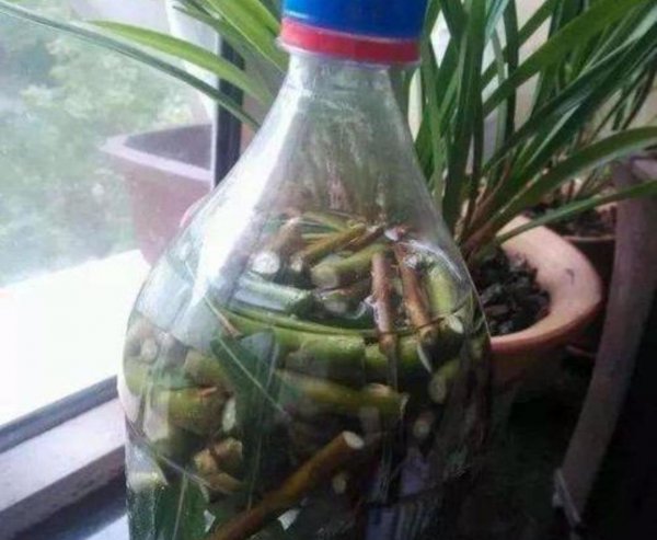 扦插生根最快方法