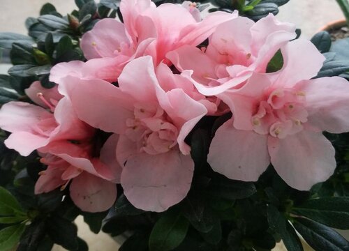 代表女人气质高雅的花