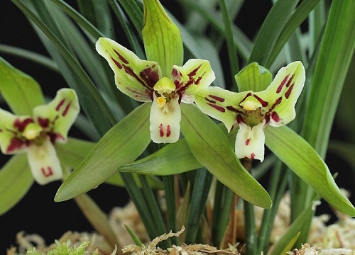 代表女人气质高雅的花