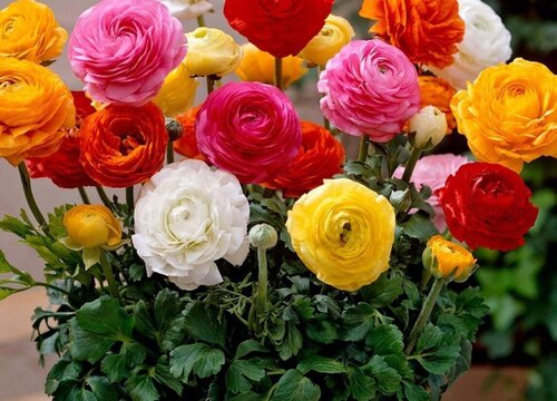 代表女人气质高雅的花