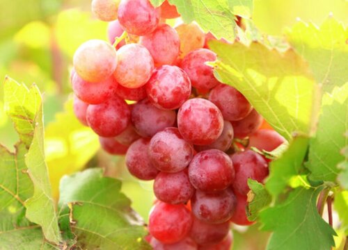 马陆葡萄哪个品种最好吃 马陆葡萄口味及品种名字