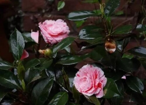 哪些品种的茶花是适合新手养护的