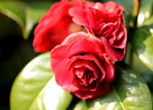 哪些品种的茶花是适合新手养护的