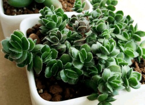 多肉叶子焦掉了怎么回事