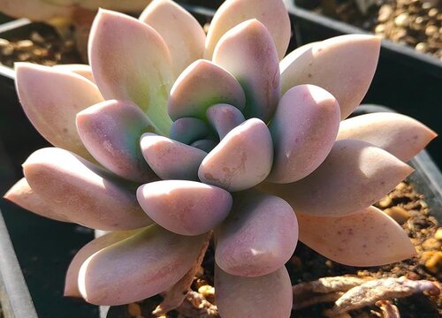 多肉叶子焦掉了怎么回事