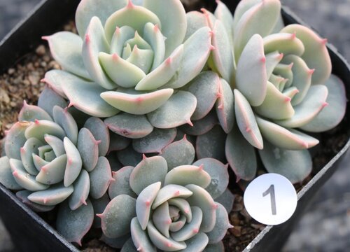 多肉叶子焦掉了怎么回事