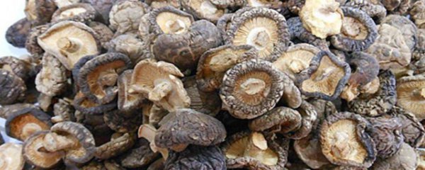 干香菇长虫了还能吃吗