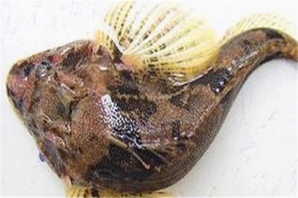 中国最昂贵十大名鱼排行榜