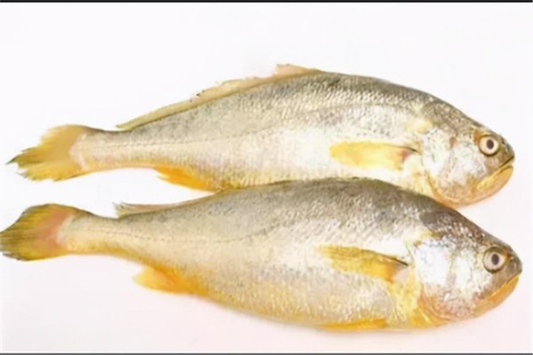 中国最昂贵十大名鱼排行榜