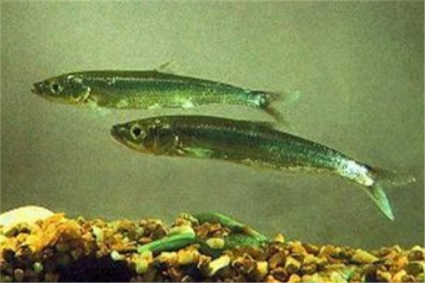 中国最昂贵十大名鱼排行榜