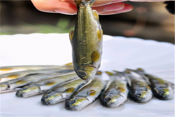 中国最昂贵十大名鱼排行榜