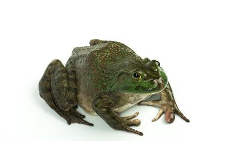 养殖牛蛙一亩需要投资多少