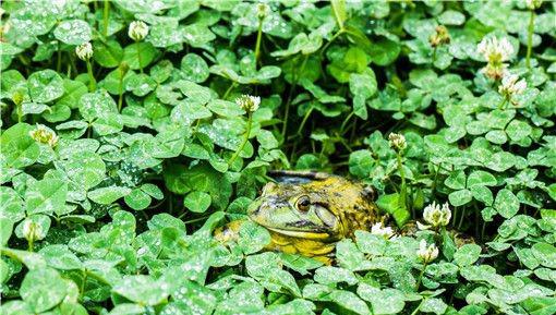 养殖牛蛙一亩需要投资多少