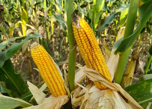 京科968玉米品种介绍