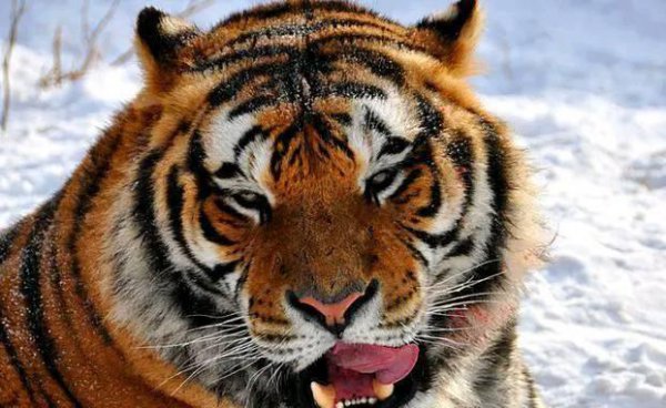 常见食肉动物有哪些