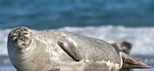 常见食肉动物有哪些