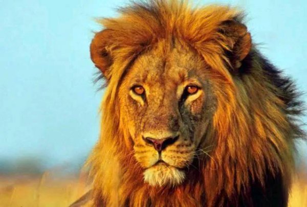 常见食肉动物有哪些